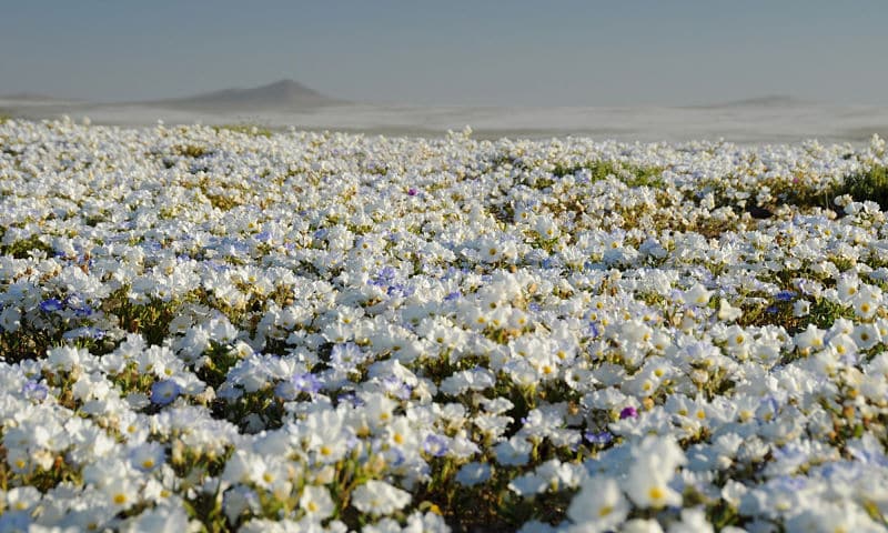 flores brancas no deserto atacama com montanha no fundo