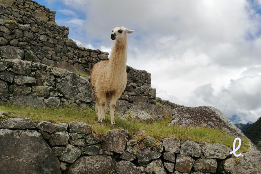 Machu Picchu: o que você precisa saber antes de viajar machu picchu
