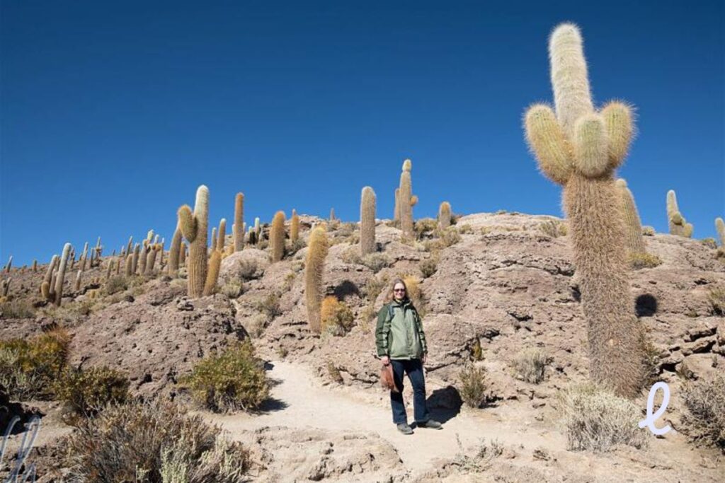 Cactos gigantes da Isla Incahuasi