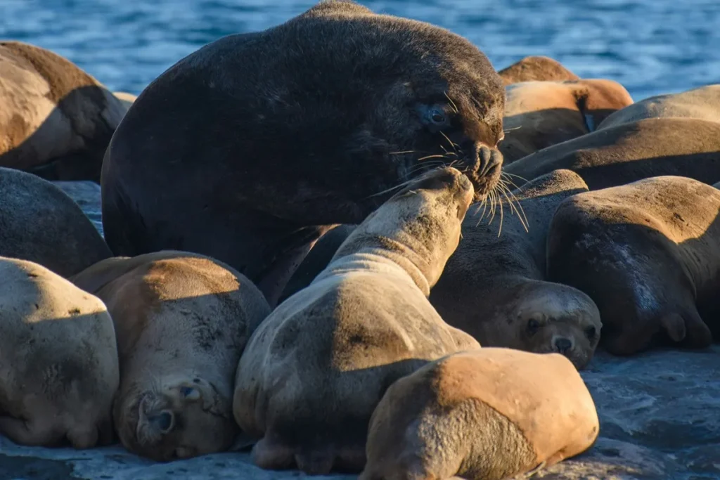 Grupo de lobos-marinhos descansando em Puerto Madryn, com destaque para interação entre dois animais