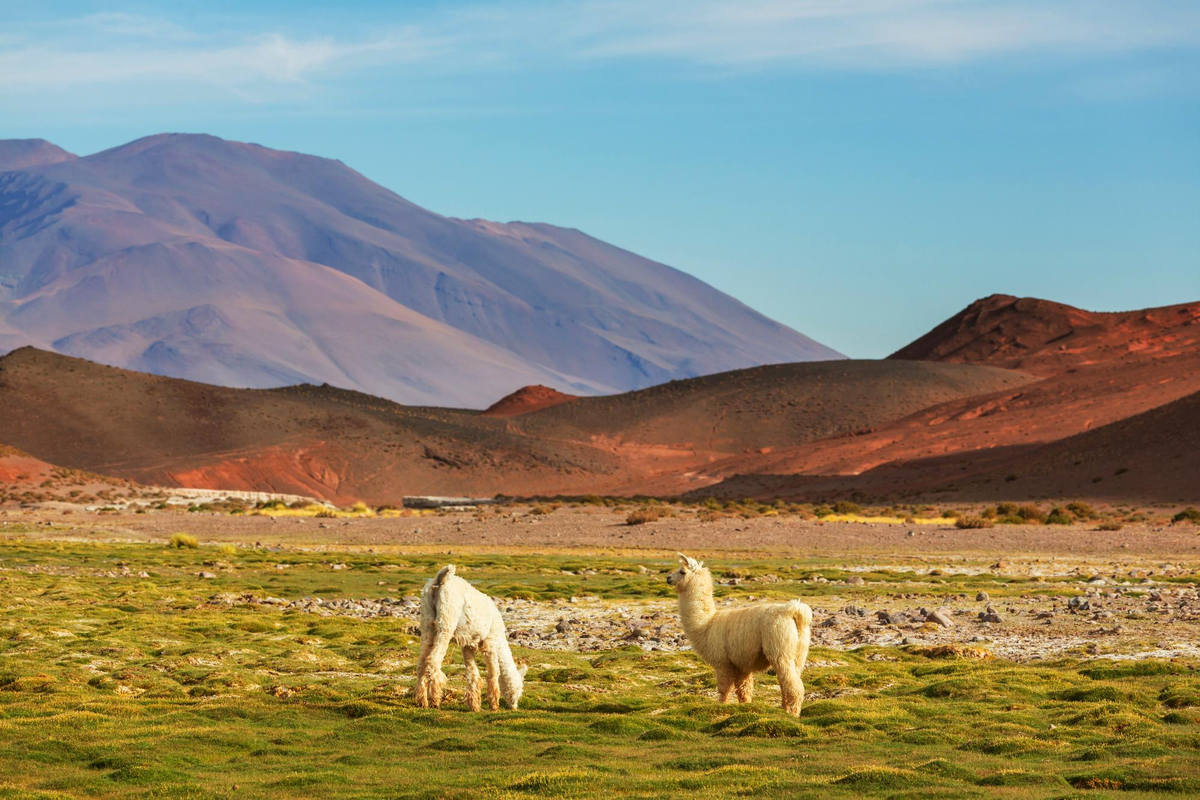 Duas lhamas no deserto do Atacama sobre como chegar deserto Atacama