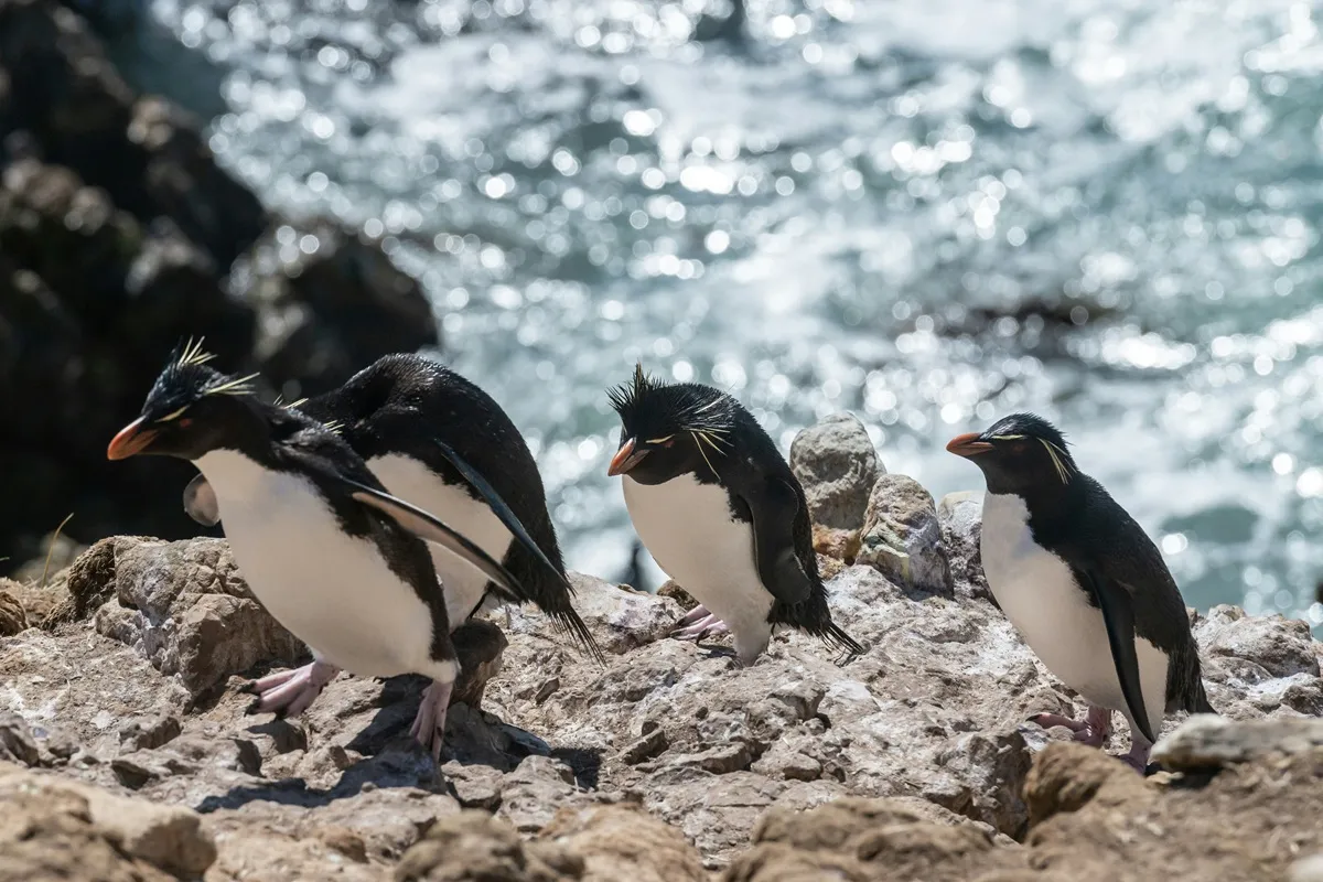 Três pinguins Rockhopper nas Ilhas Malvinas, com penas amarelas e pretas, empoleirados em rochas à beira-mar, com o oceano brilhando ao fundo.