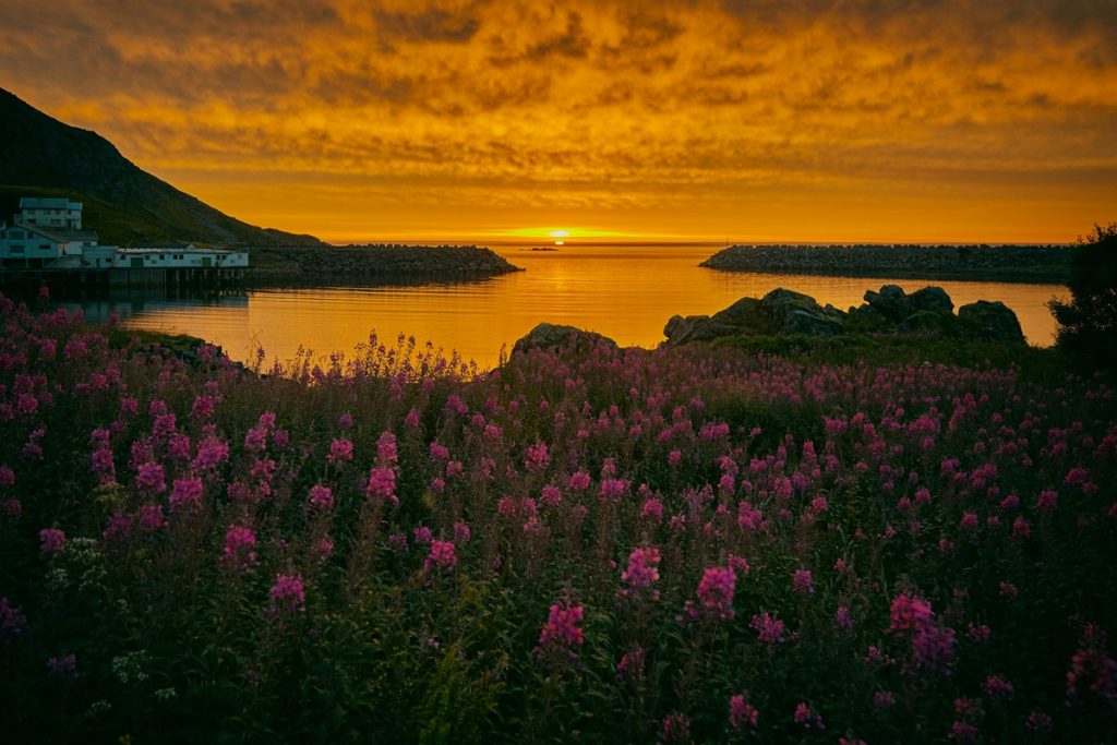 Como o clima de Ushuaia se altera com a chegada do fenômeno Sol da Meia-Noite? Imagem do pôr do sol sobre o mar no norte da Noruega, com flores silvestres rosa no primeiro plano e casas à beira-mar. O céu dourado reflete na água calma, criando uma cena tranquila e deslumbrante.