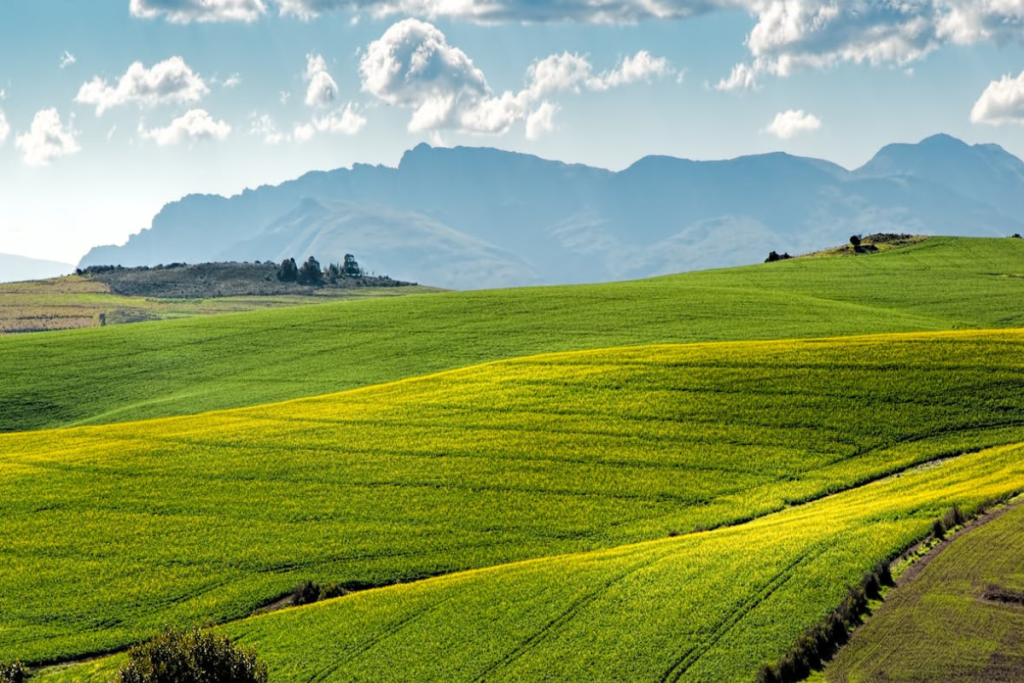 Pampas: o que são, onde ficam e como visitar esse bioma único da América do Sul Pampas