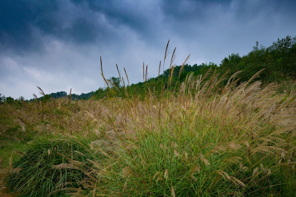 Pampas: o que são, onde ficam e como visitar esse bioma único da América do Sul Pampas