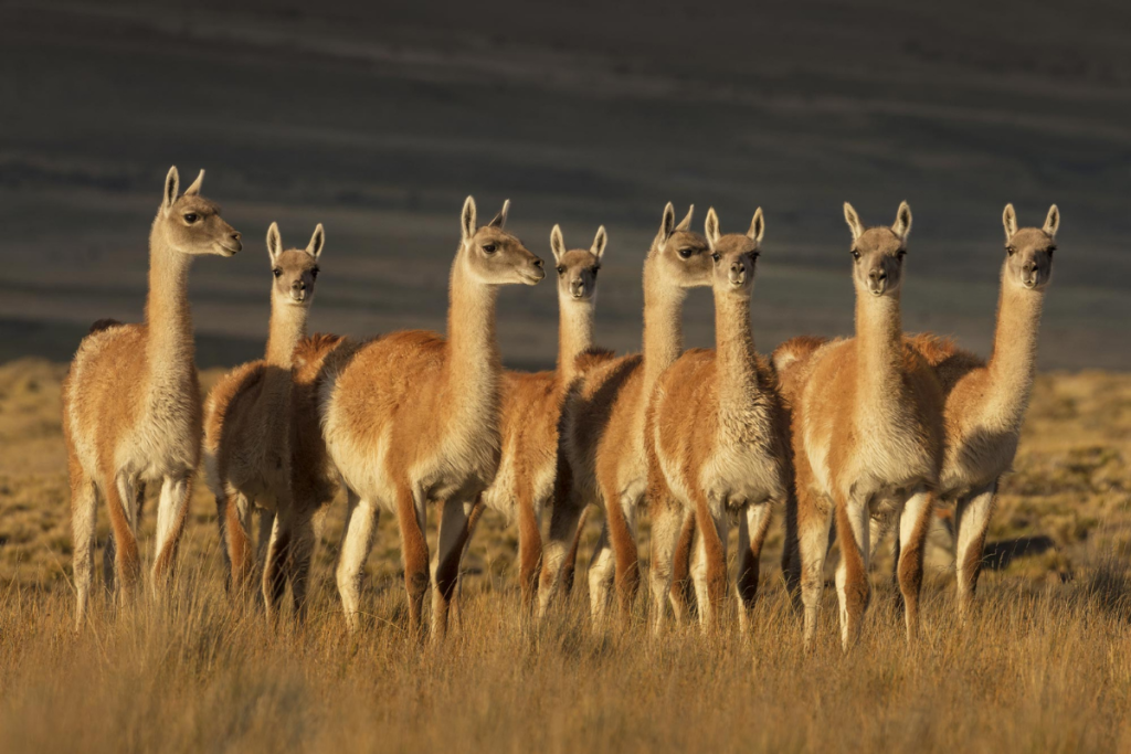 Onde ver guanacos em Ushuaia? Melhores trilhas e áreas naturais