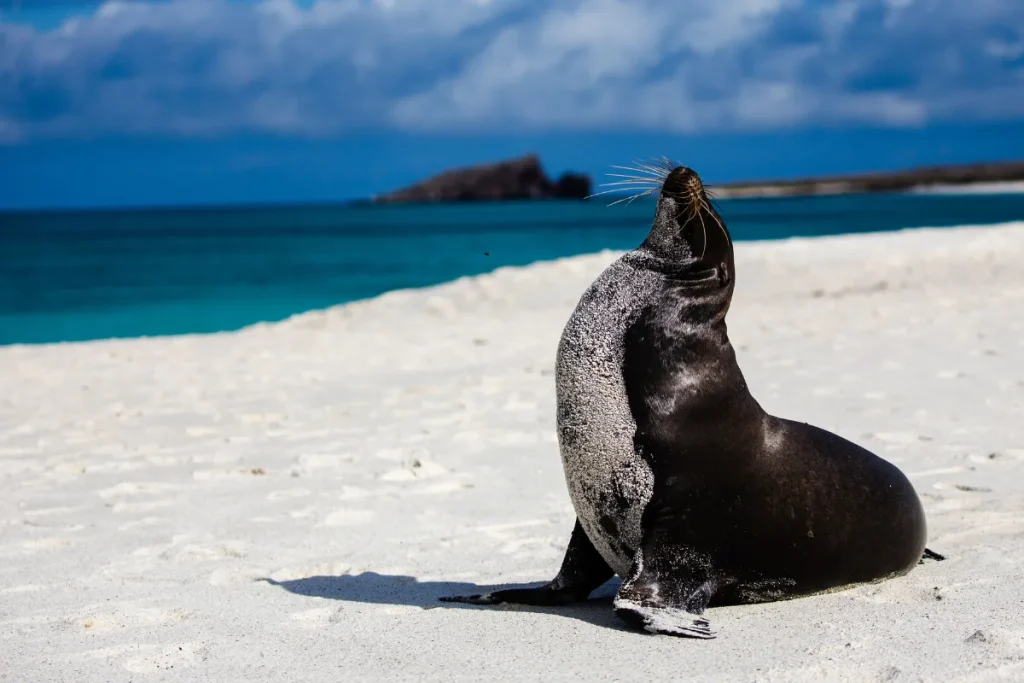 Lobo-marinho sentado na areia branca de uma praia nas Ilhas Galápagos com o mar azul ao fundo.