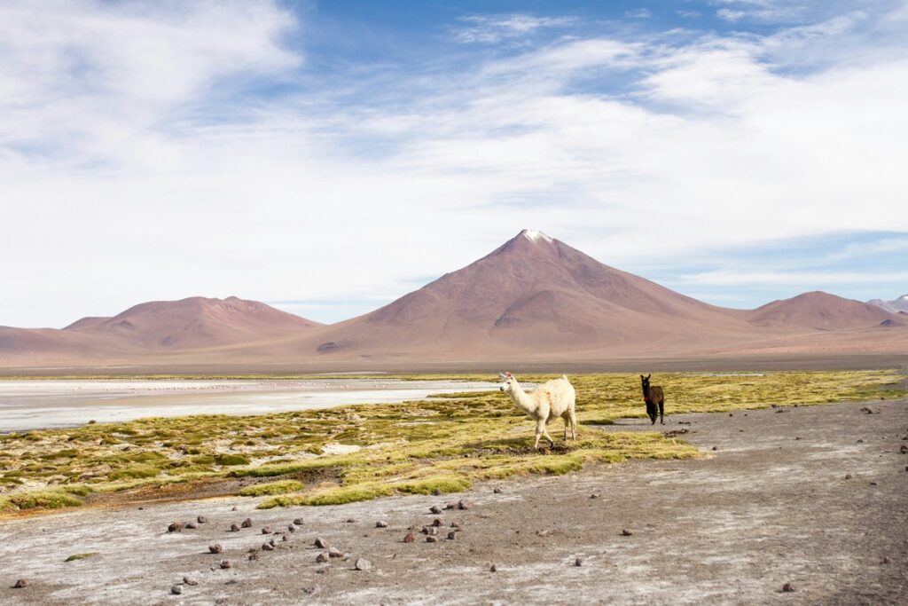 Lhamas caminhando em terreno árido com montanha ao fundo em paisagem andina da América do Sul.