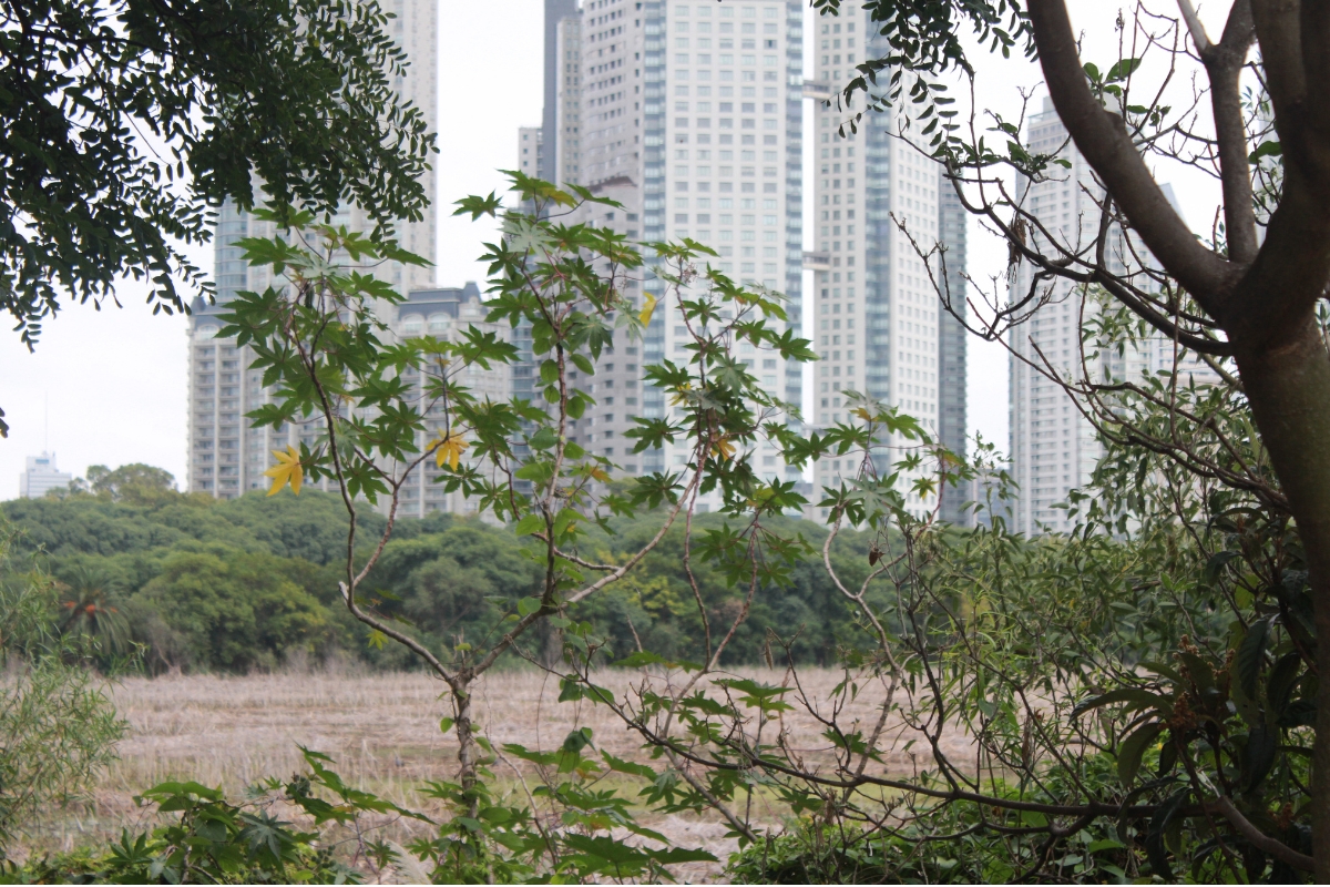 Trilha cercada por vegetação na Reserva Ecológica Costanera Sur em Buenos Aires