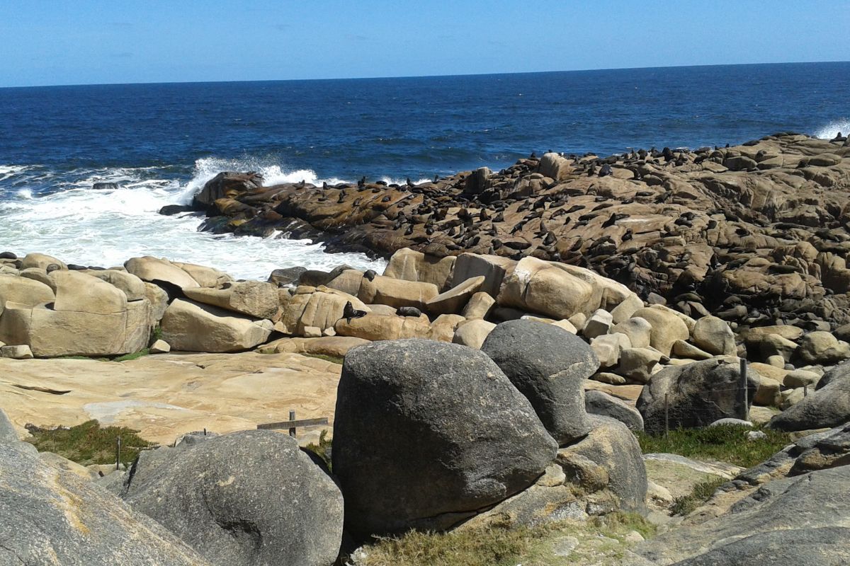 Lobos-marinhos reunidos nas formações rochosas de Cabo Polonio, no Uruguai