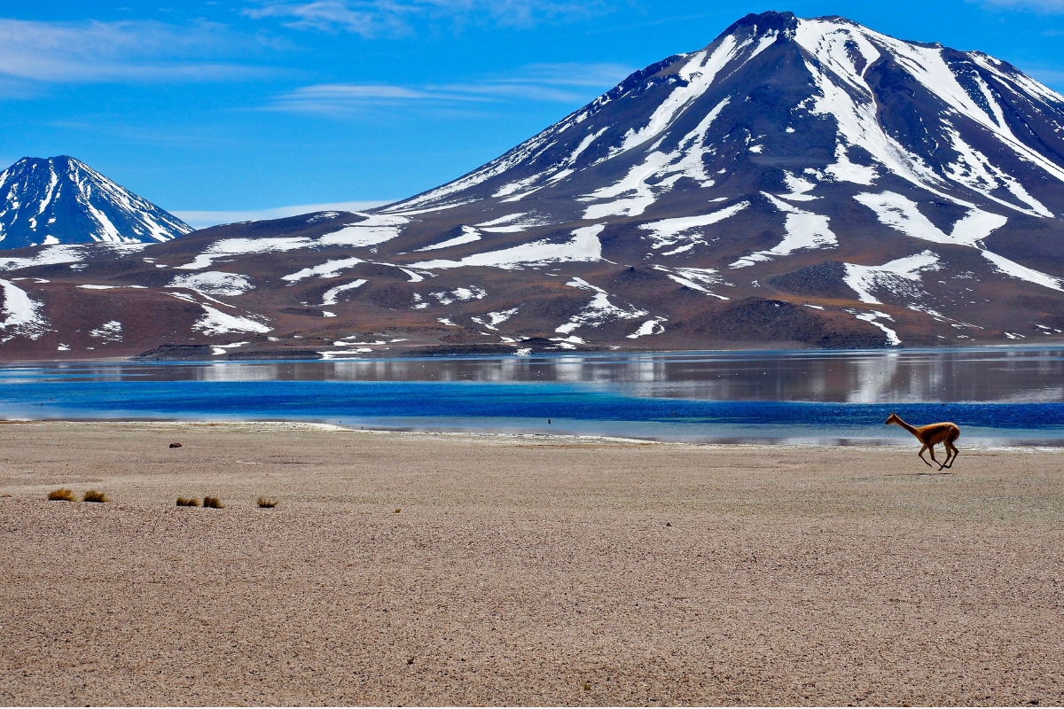 Vicuña diante da Laguna Miscanti e das montanhas do altiplano chileno