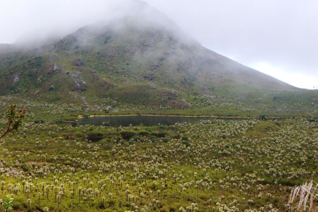 Páramo colombiano com frailejones, pequena lagoa, encosta montanhosa e neblina cobrindo o topo.