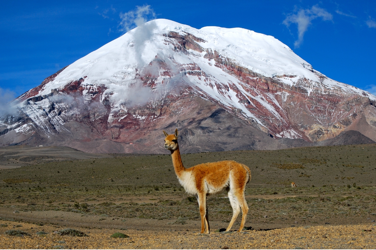 Vicunha diante do vulcão Chimborazo, no Equador