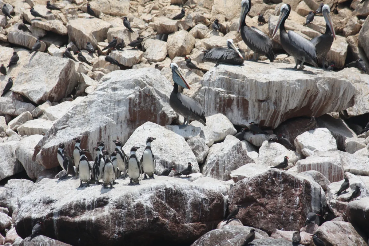 Pinguins-de-Humboldt, pelicanos-peruanos e trinta-réis-incas nos rochedos das Ilhas Ballestas