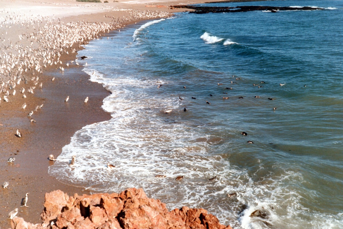 Colônia de pinguins-de-magalhães na costa de Punta Tombo, em Chubut, Argentina