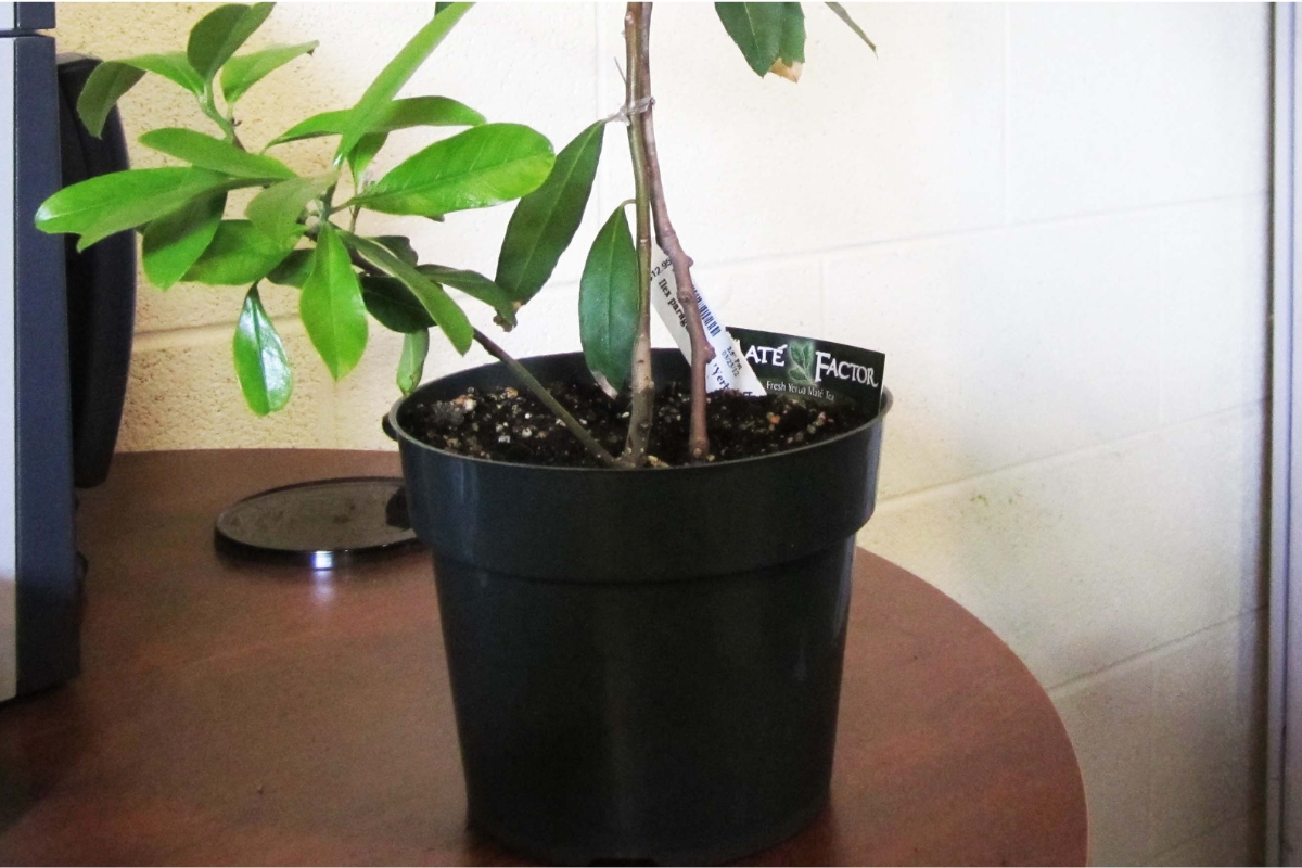 Planta jovem de Ilex paraguariensis, espécie conhecida como erva-mate