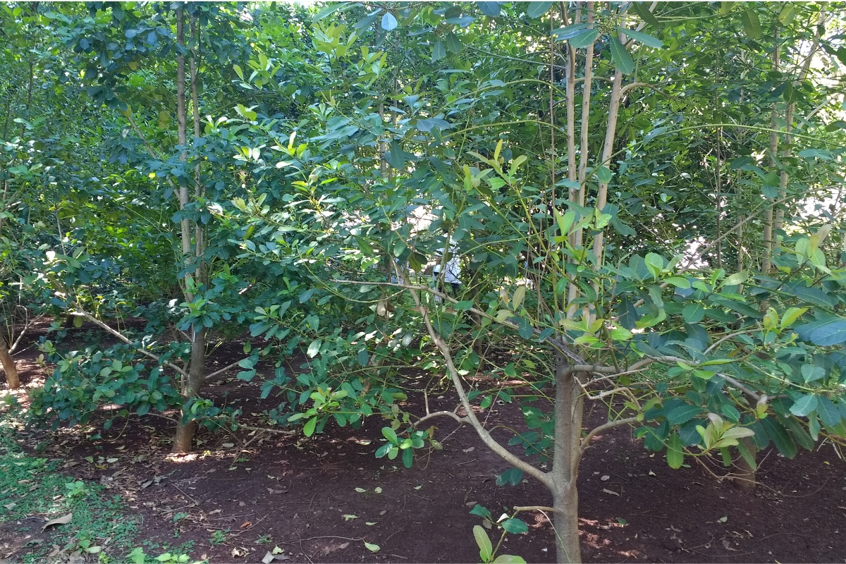 Exemplar de Ilex paraguariensis no Jardim Botânico de Buenos Aires