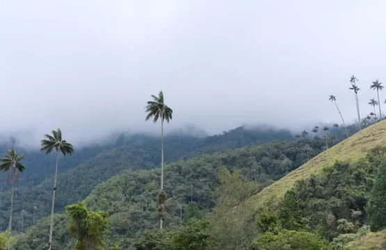 Valle del Cocora: como visitar saindo de Salento na Colômbia