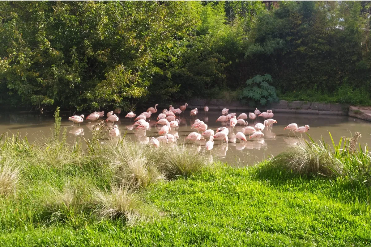 Ecoparque Buenos Aires: ingressos, horários, animais e como visitar Flamingos no Ecoparque de Buenos Aires