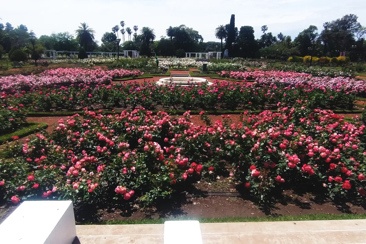 Rosedal de Palermo em floração no fim de outubro Rosedal de Palermo com canteiros de rosas em plena floração no fim de outubro
