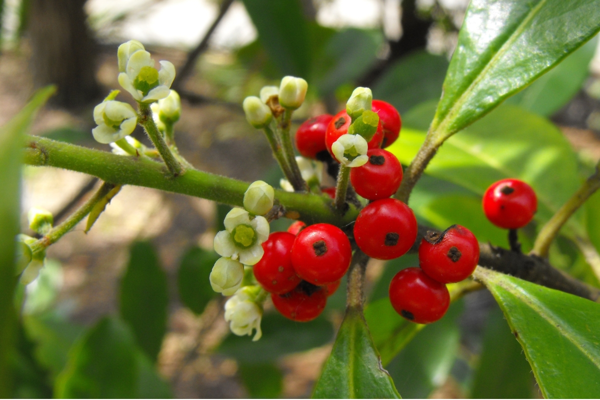 Ramos, flores e frutos da planta Ilex paraguariensis, espécie usada na produção de erva-mate
